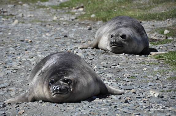 Filhotes de elefante-marinho na praia de Ocean Harbour, na Geórgia do Sul